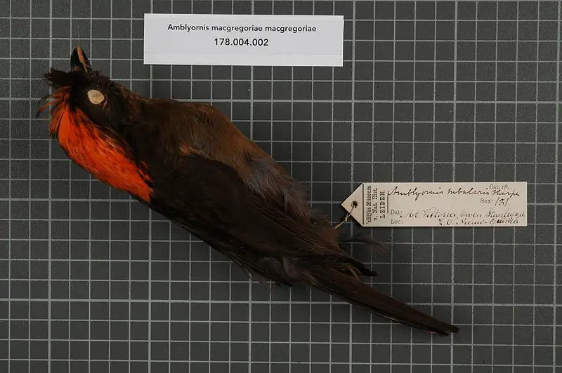 MacGregor s bowerbird