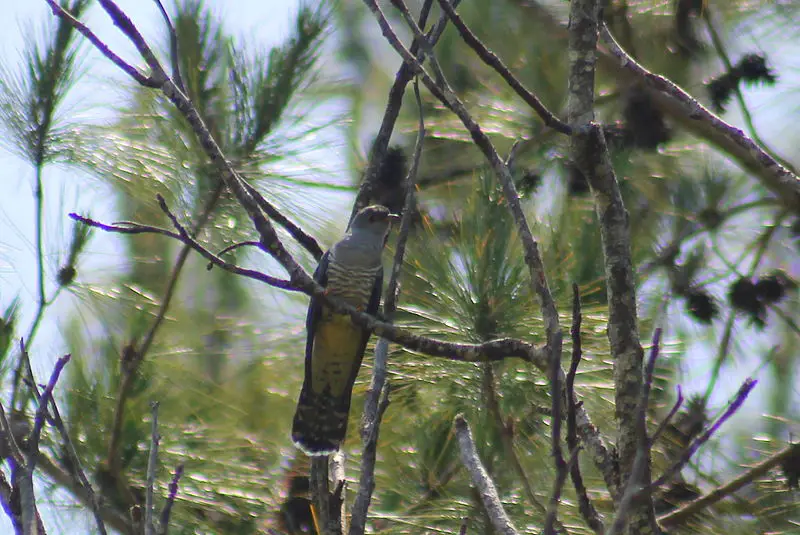 Madagascar cuckoo