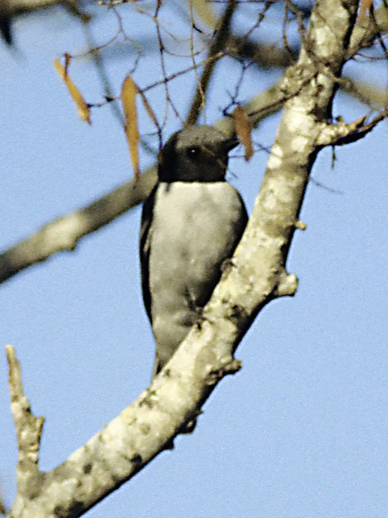 Madagascar cuckooshrike