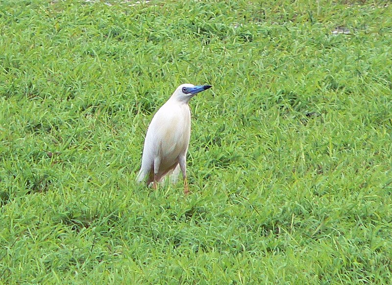 Malagasy pond heron