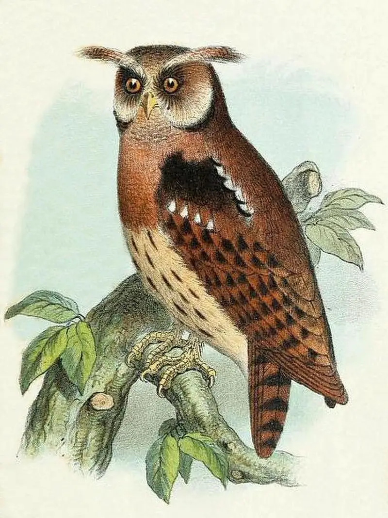 Maned owl