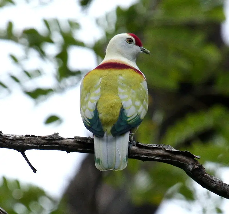 Many-colored fruit dove