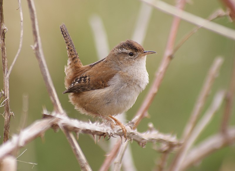 Marsh wren