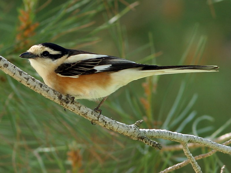 Masked shrike