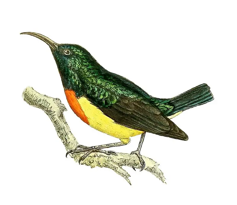 Mayotte sunbird