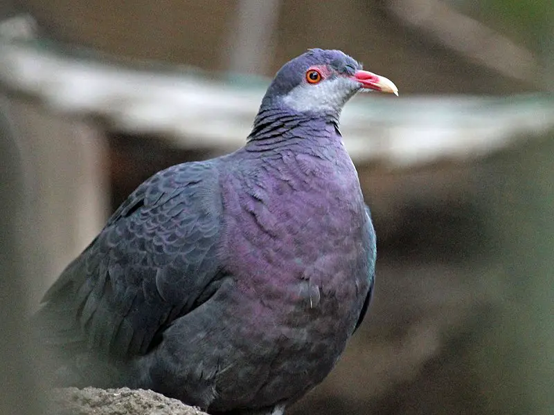 Metallic pigeon