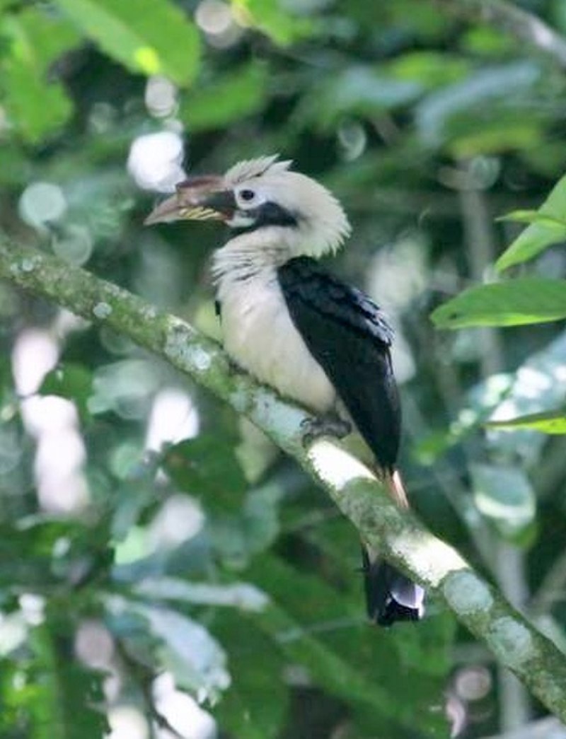 Mindanao hornbill