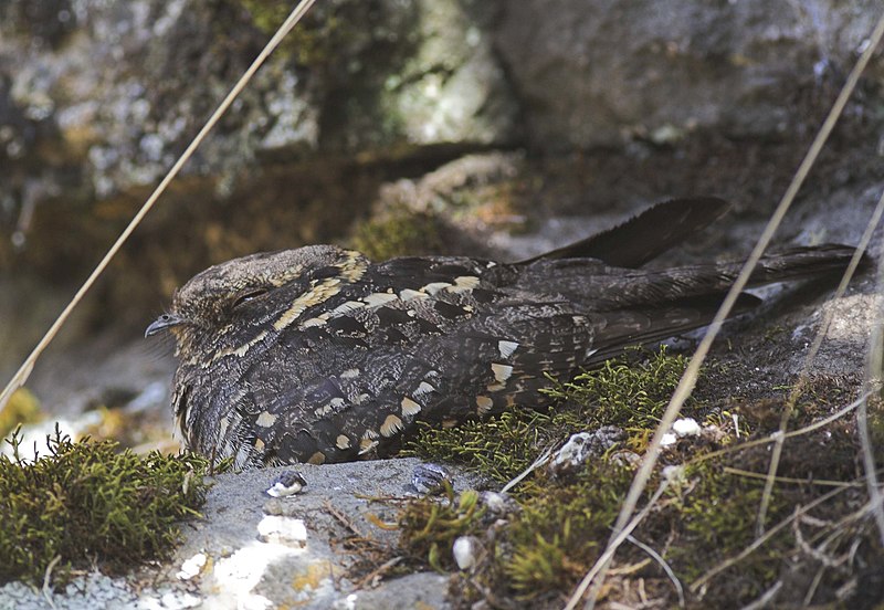 Montane nightjar