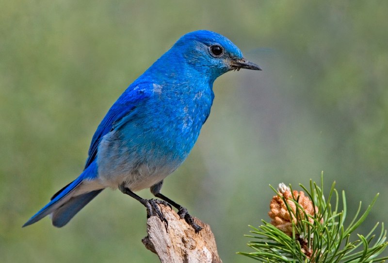 Mountain bluebird