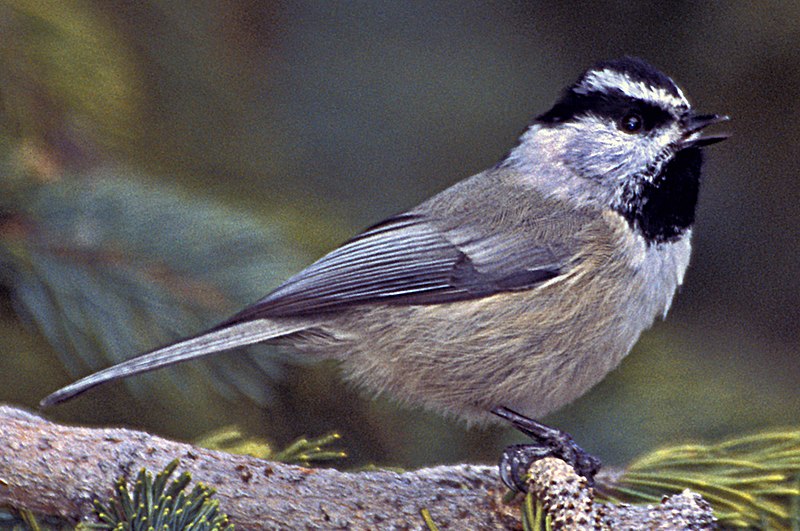 Mountain chickadee