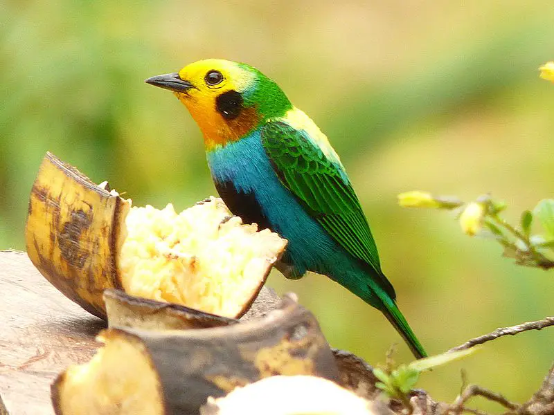 Multicoloured tanager