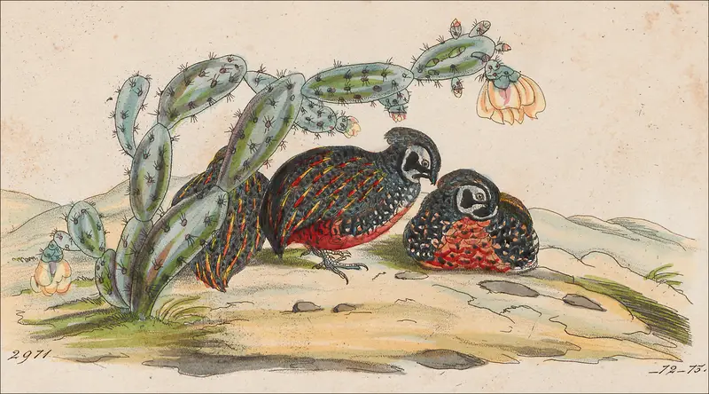 Ocellated quail