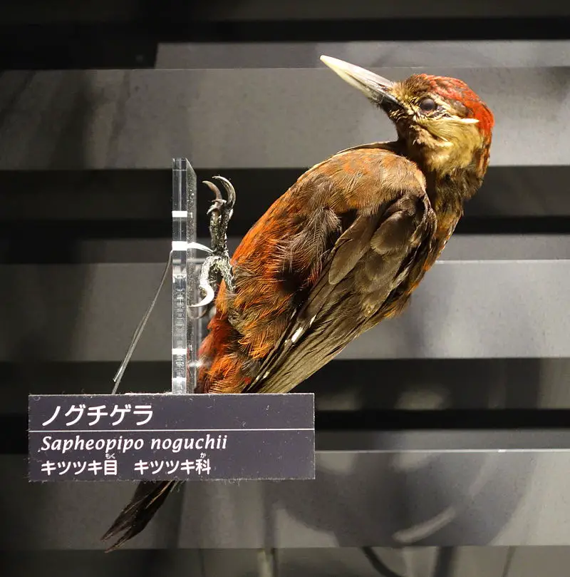 Okinawa woodpecker