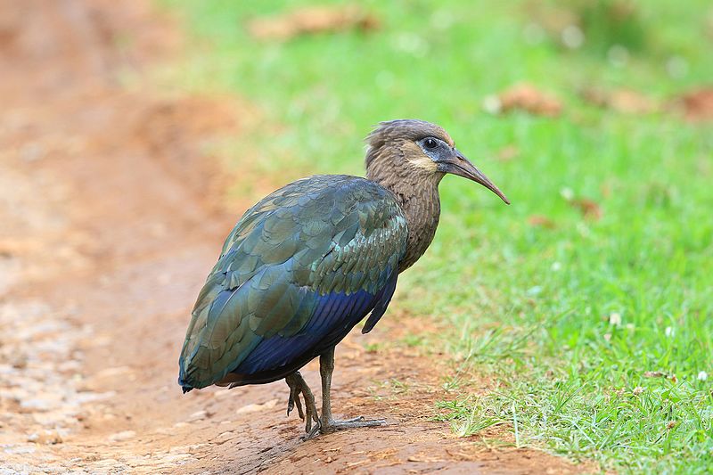 Olive ibis
