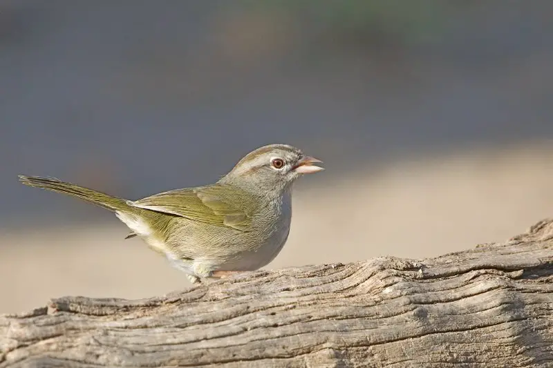 Olive sparrow