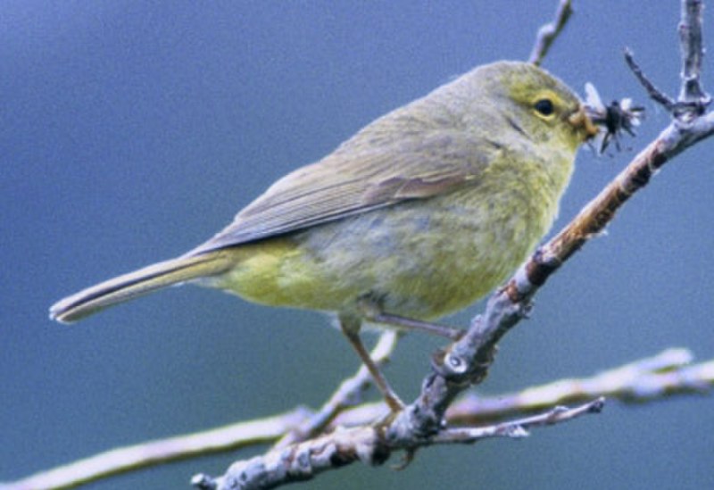 Orange-crowned warbler