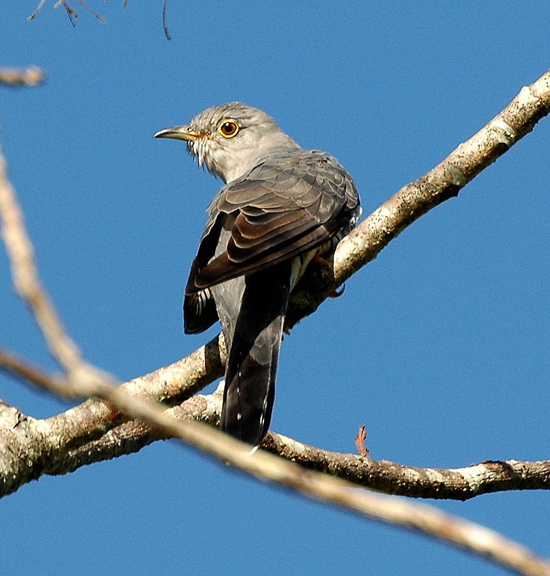 Oriental cuckoo