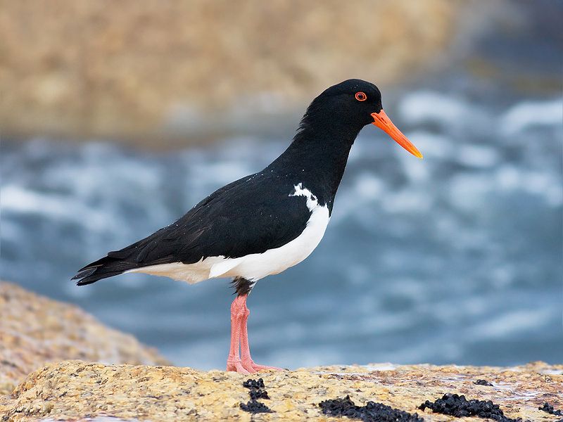 Oystercatchers