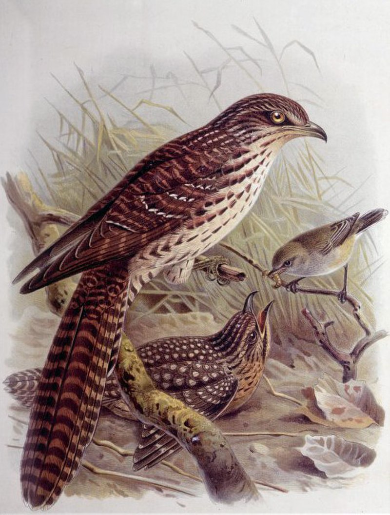 Pacific long-tailed cuckoo