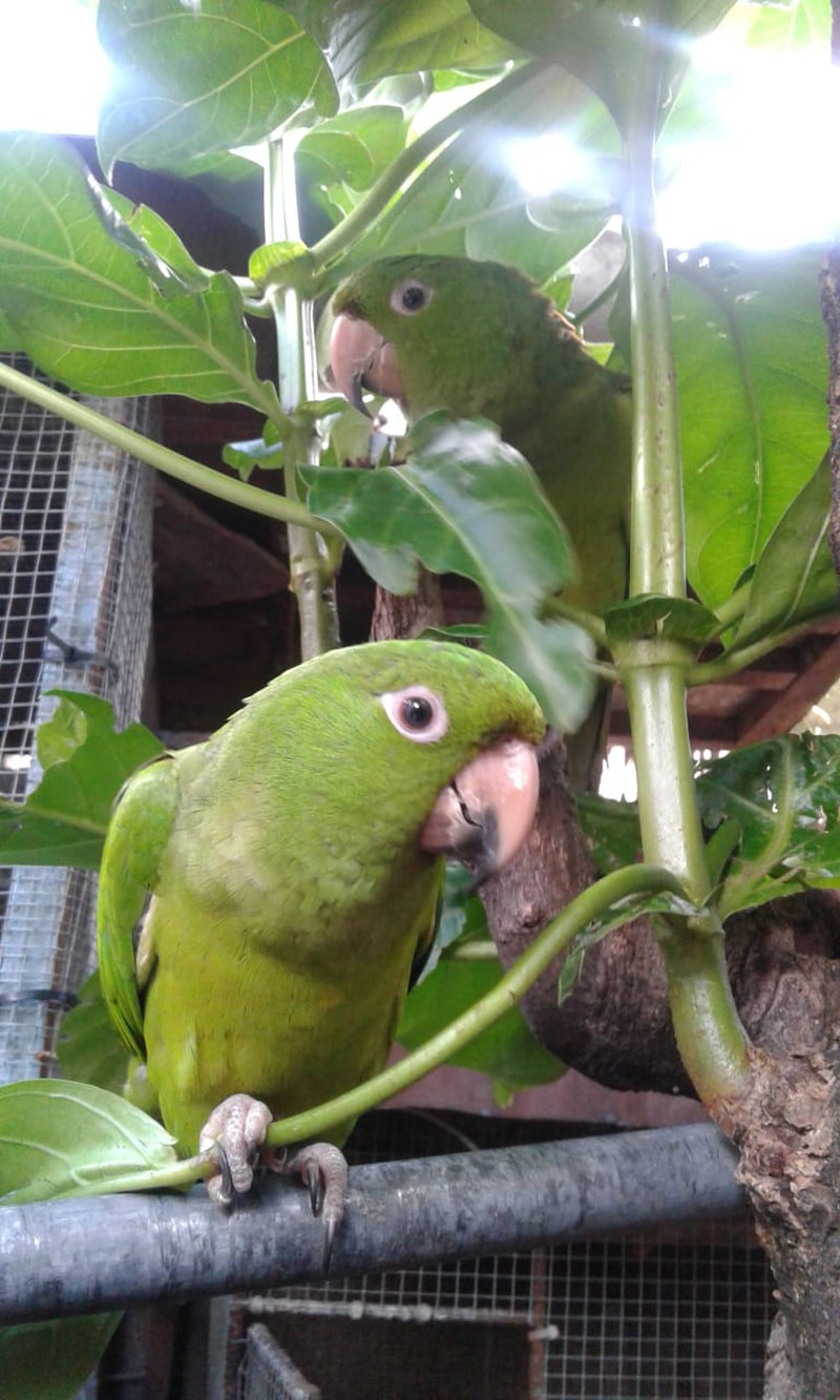 Pacific parakeet