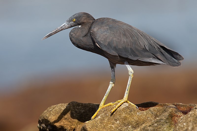 Pacific reef heron