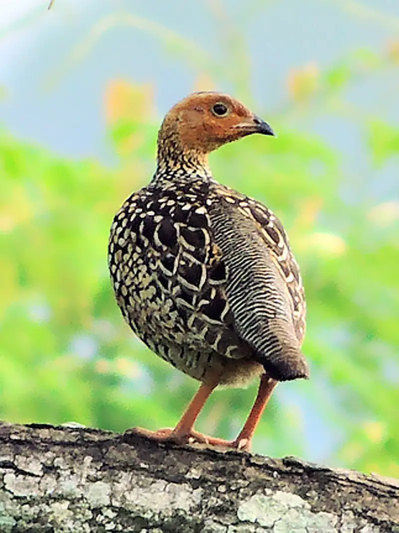 Painted francolin
