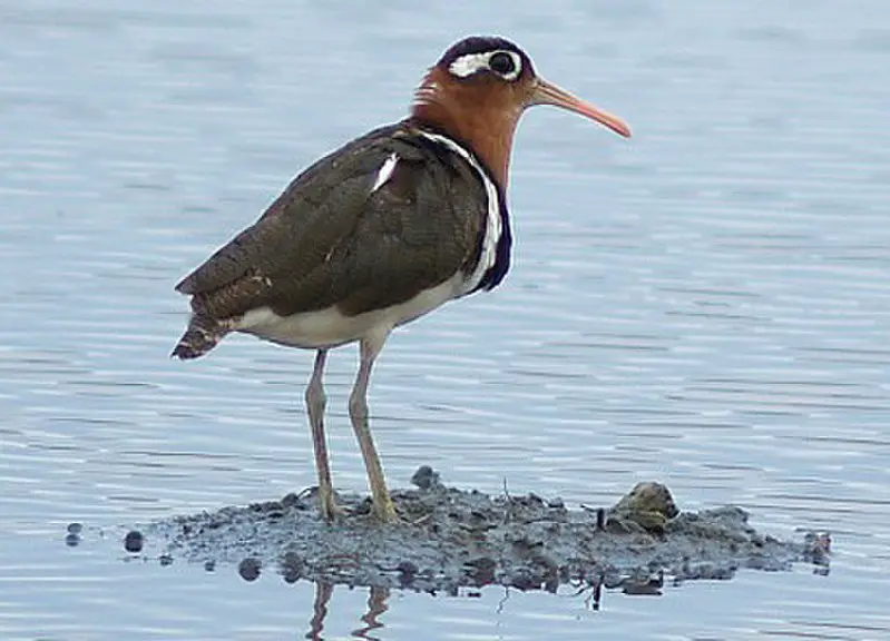 Painted-snipe