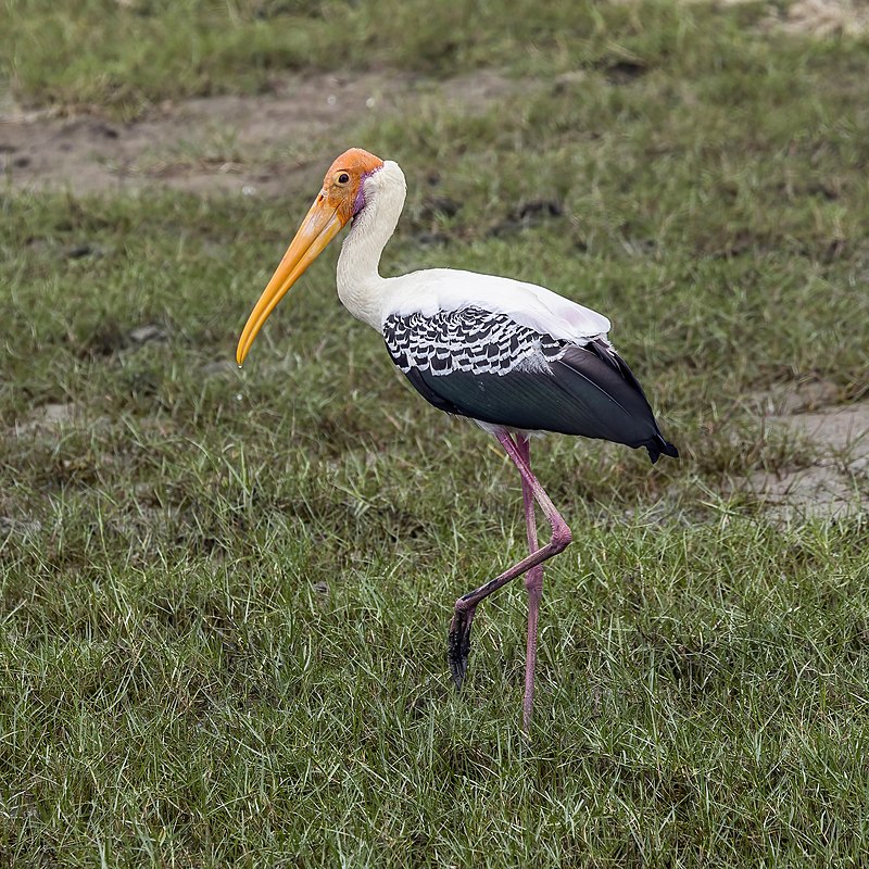 Painted stork