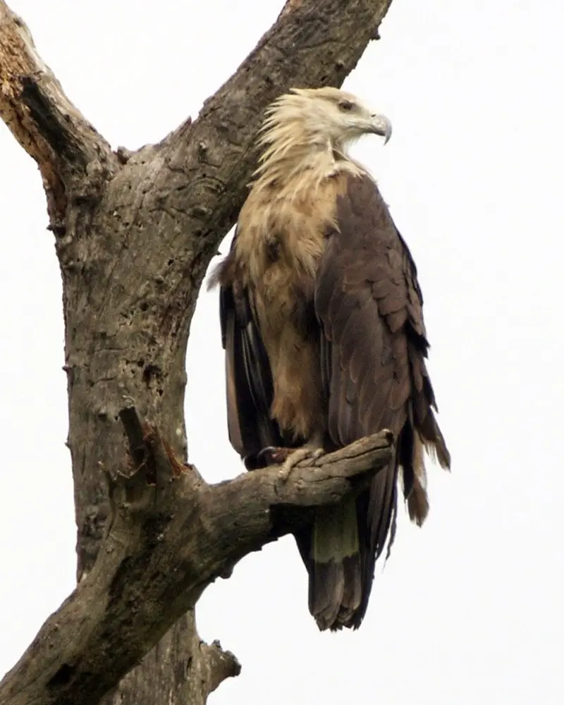 Pallas s fish eagle