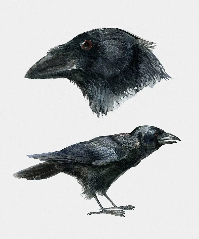 Palm crow