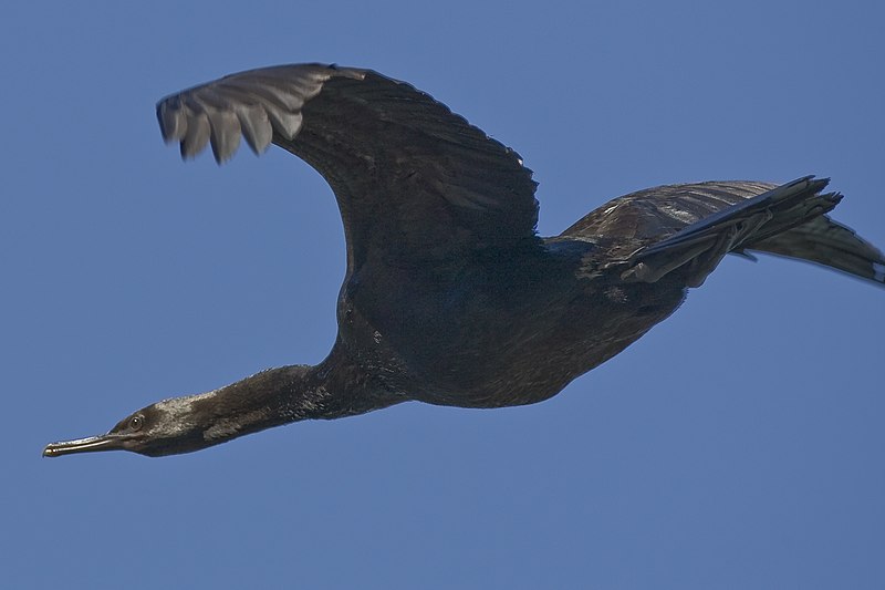 Pelagic cormorant