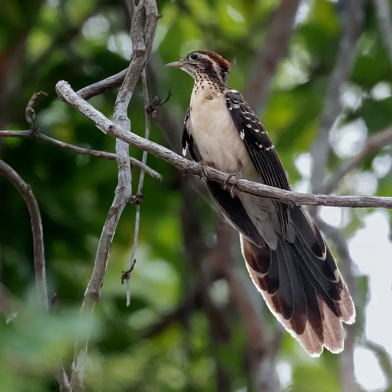 Pheasant cuckoo