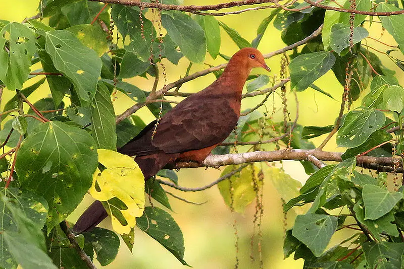Philippine cuckoo-dove