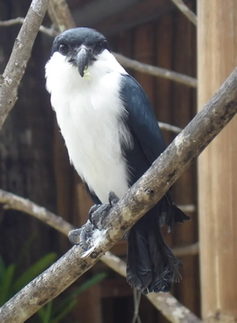 Philippine falconet