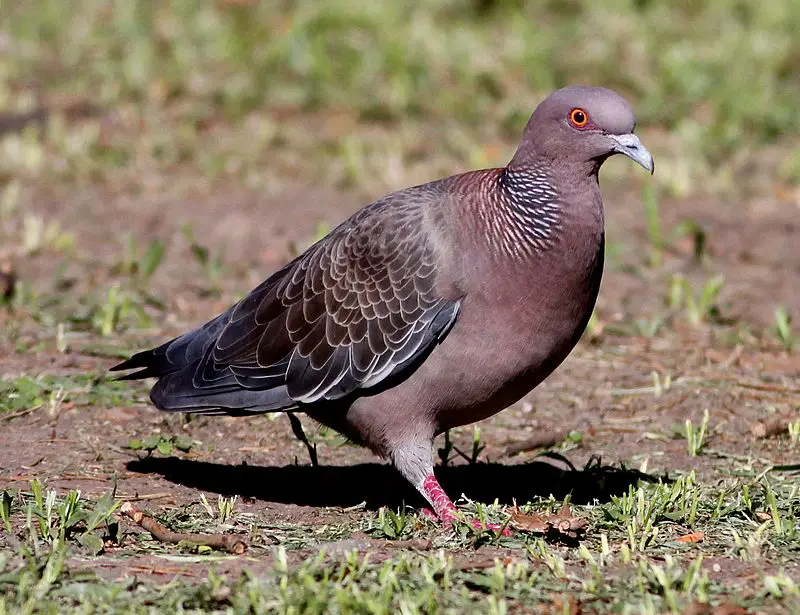 Picazuro pigeon