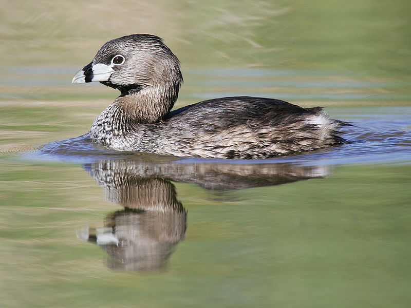 Pied-billed grebe