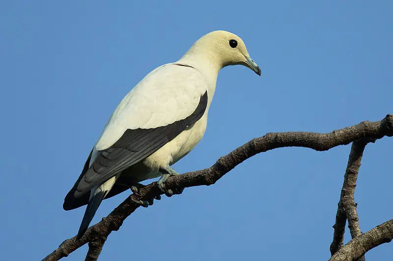 Pied imperial pigeon