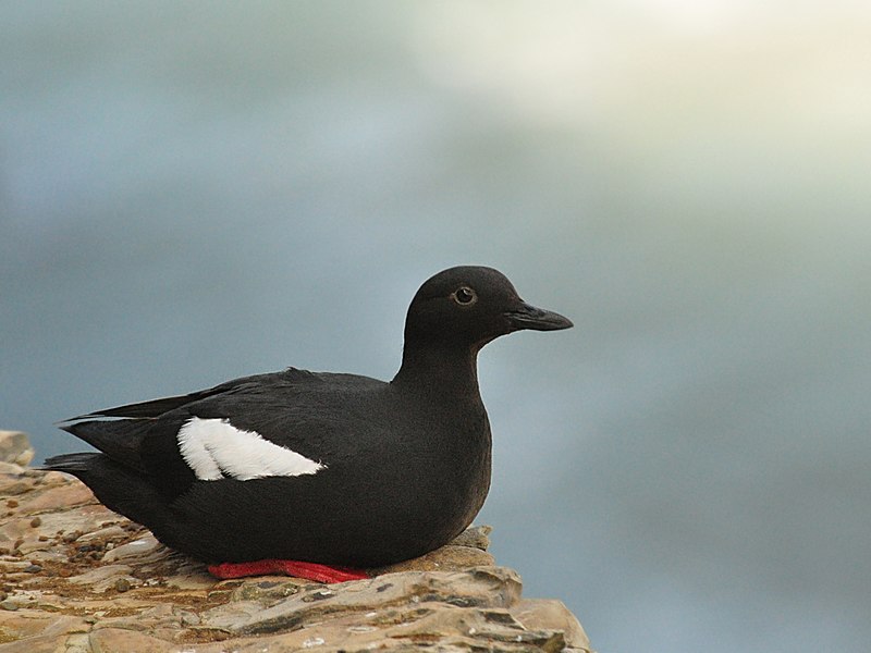 Pigeon guillemot