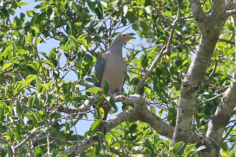 Pink-headed imperial pigeon