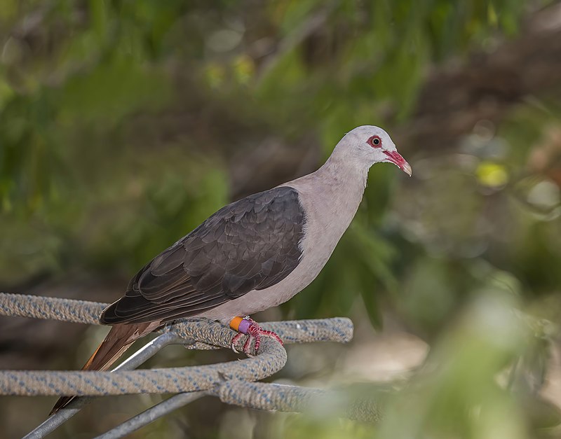 Pink pigeon