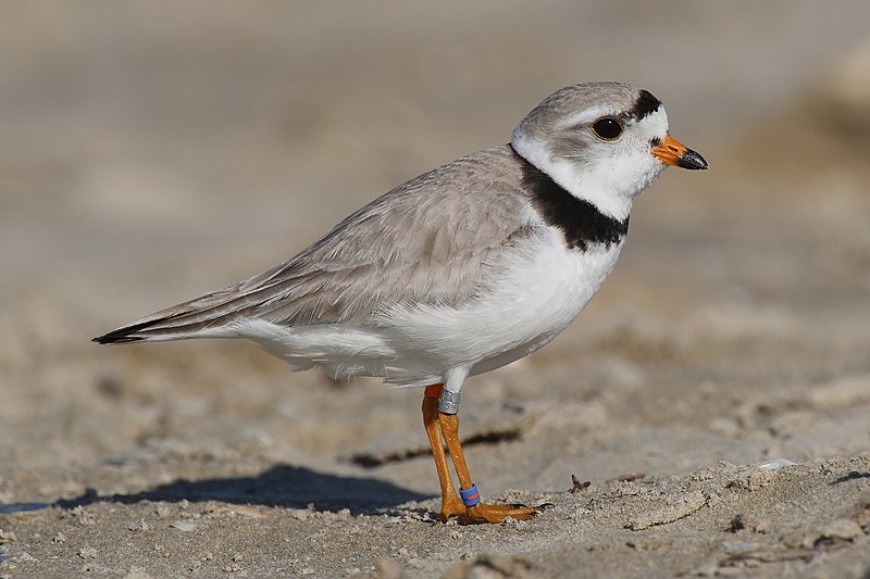 Piping plover