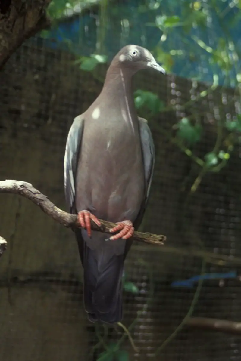 Plain pigeon