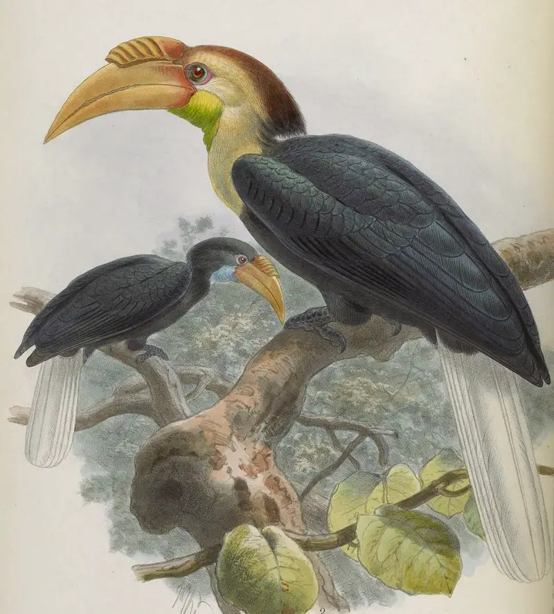 Plain-pouched hornbill