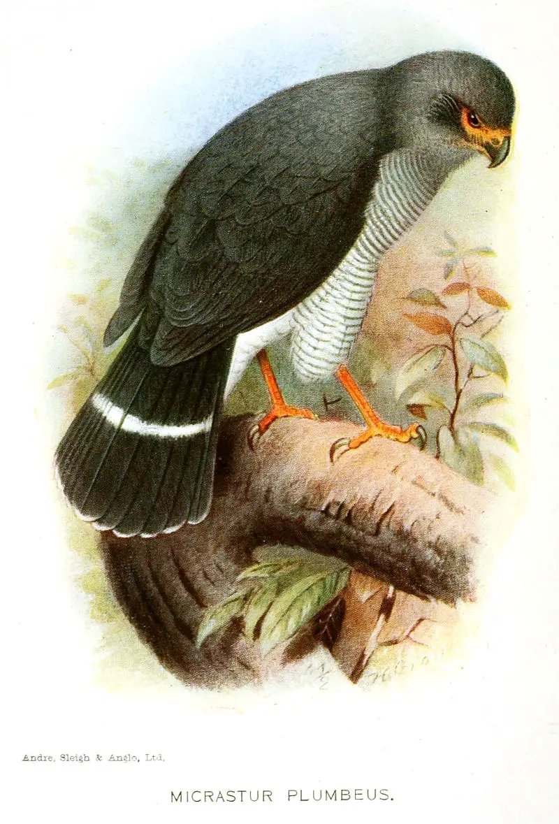 Plumbeous forest falcon