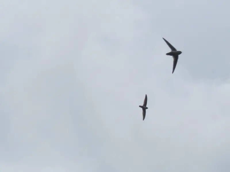 Plume-toed swiftlet