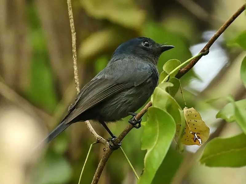 Pohnpei flycatcher