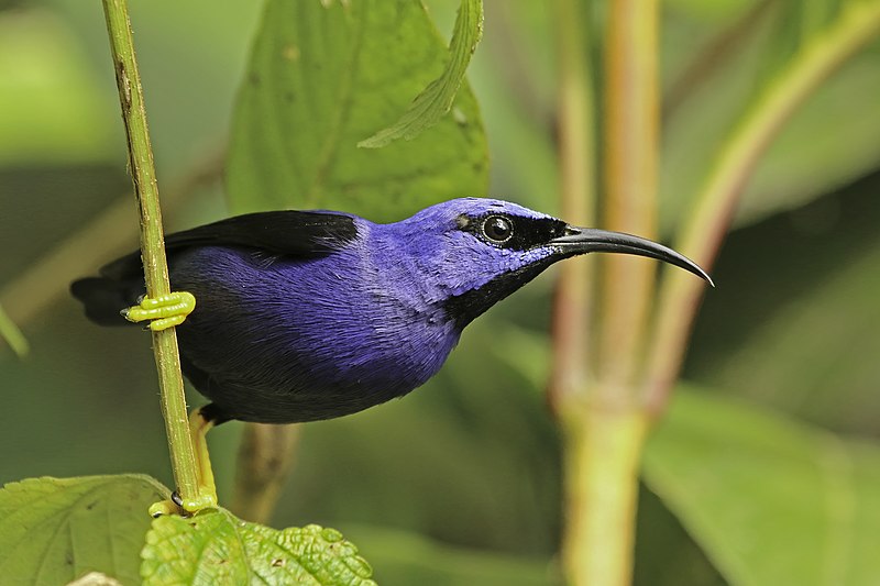 Purple honeycreeper