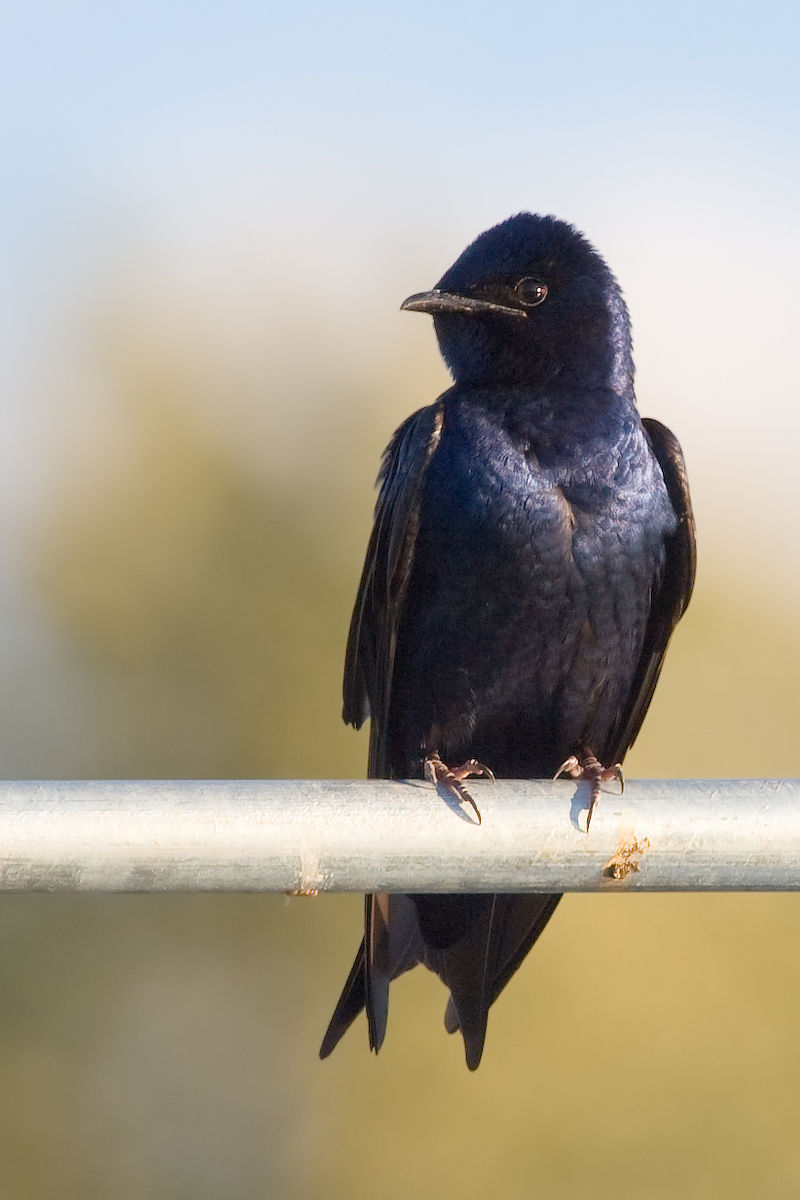 Purple martin