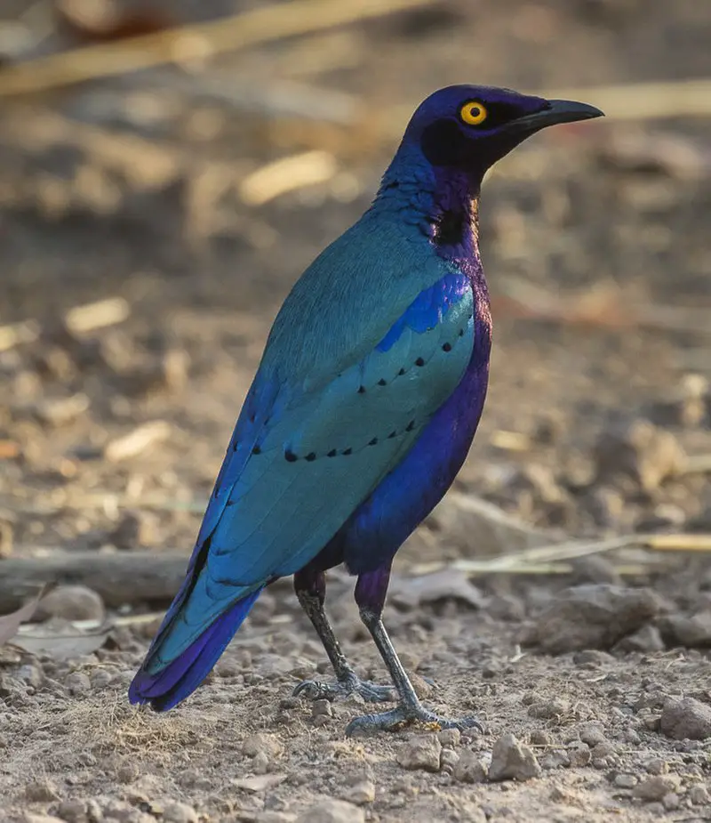 Purple starling