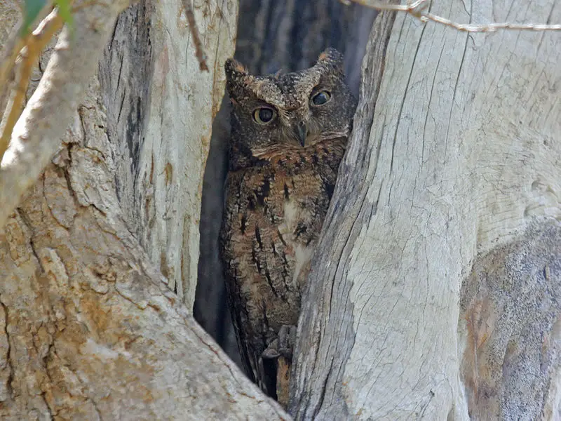 Rainforest scops owl